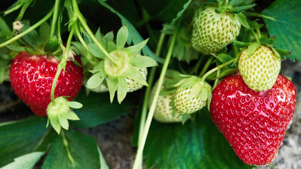 How to grow endless strawberries for free using grocery store scraps — it’s a smart savings hack